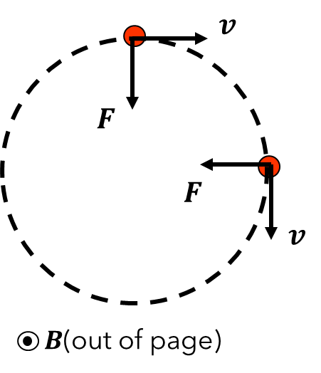 A charged particle travelling with velocity $$ along a circular path in a magnetic field B. The magnetic field provides the centripetal force F causing the circular motion.